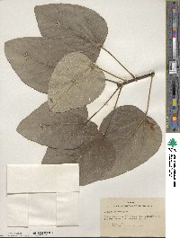 Populus heterophylla image