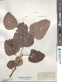 Populus heterophylla image