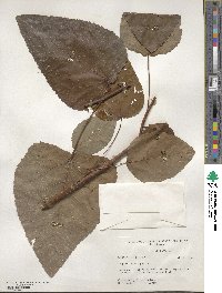 Populus heterophylla image