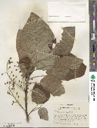 Populus heterophylla image