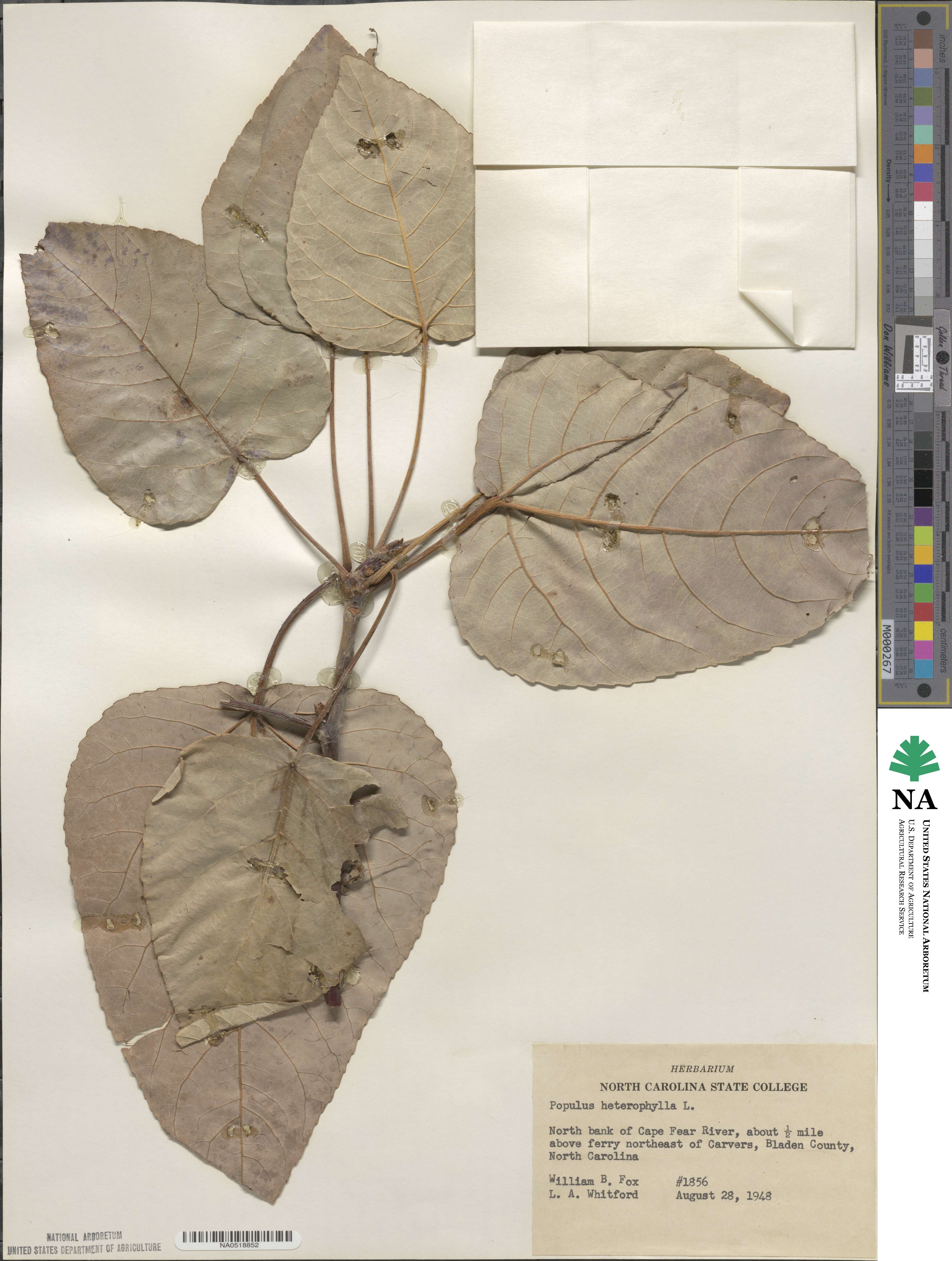Populus heterophylla image