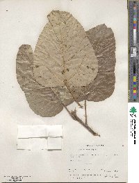 Populus heterophylla image