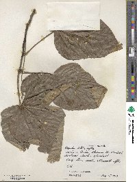 Populus heterophylla image