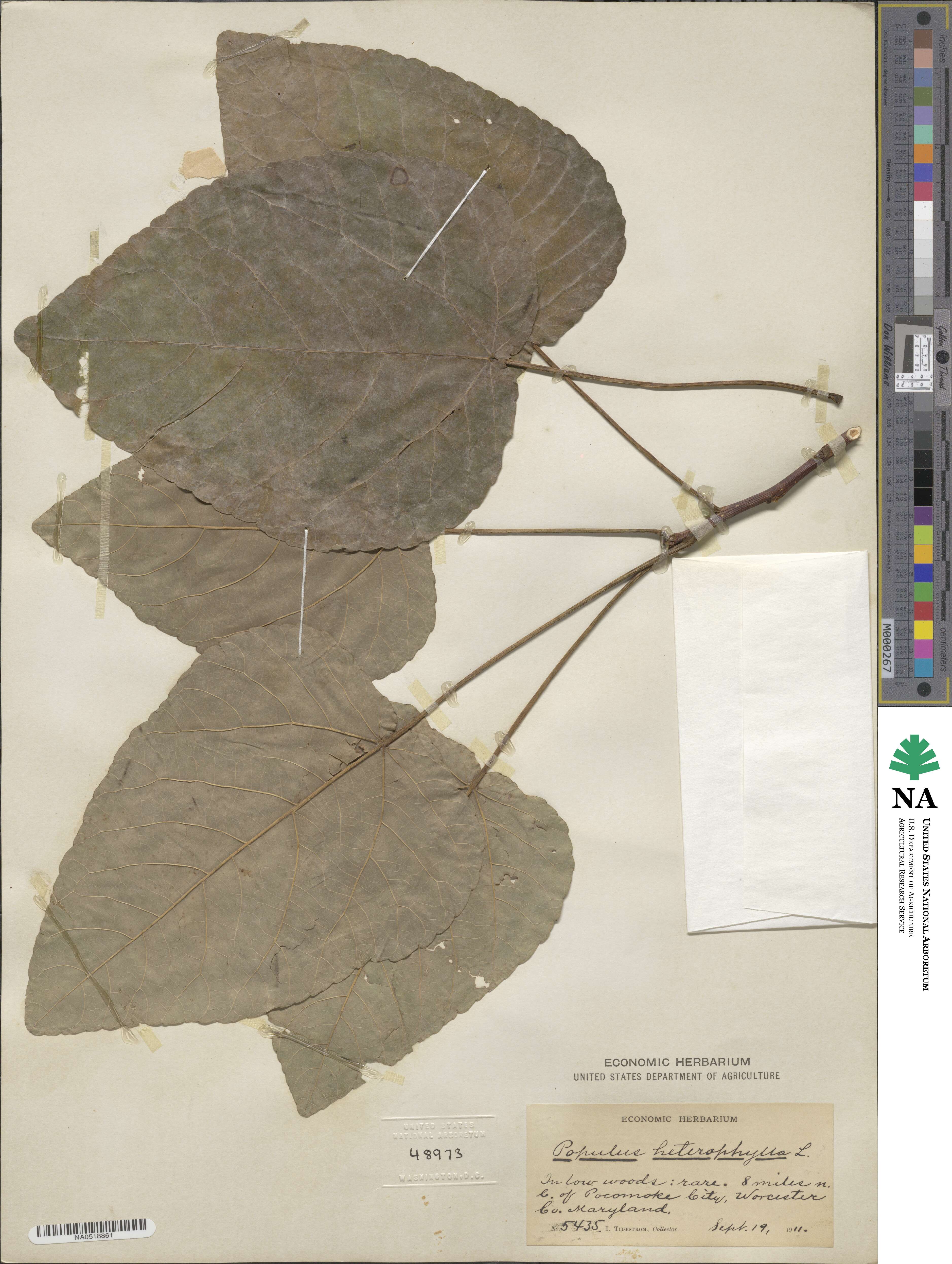 Populus heterophylla image