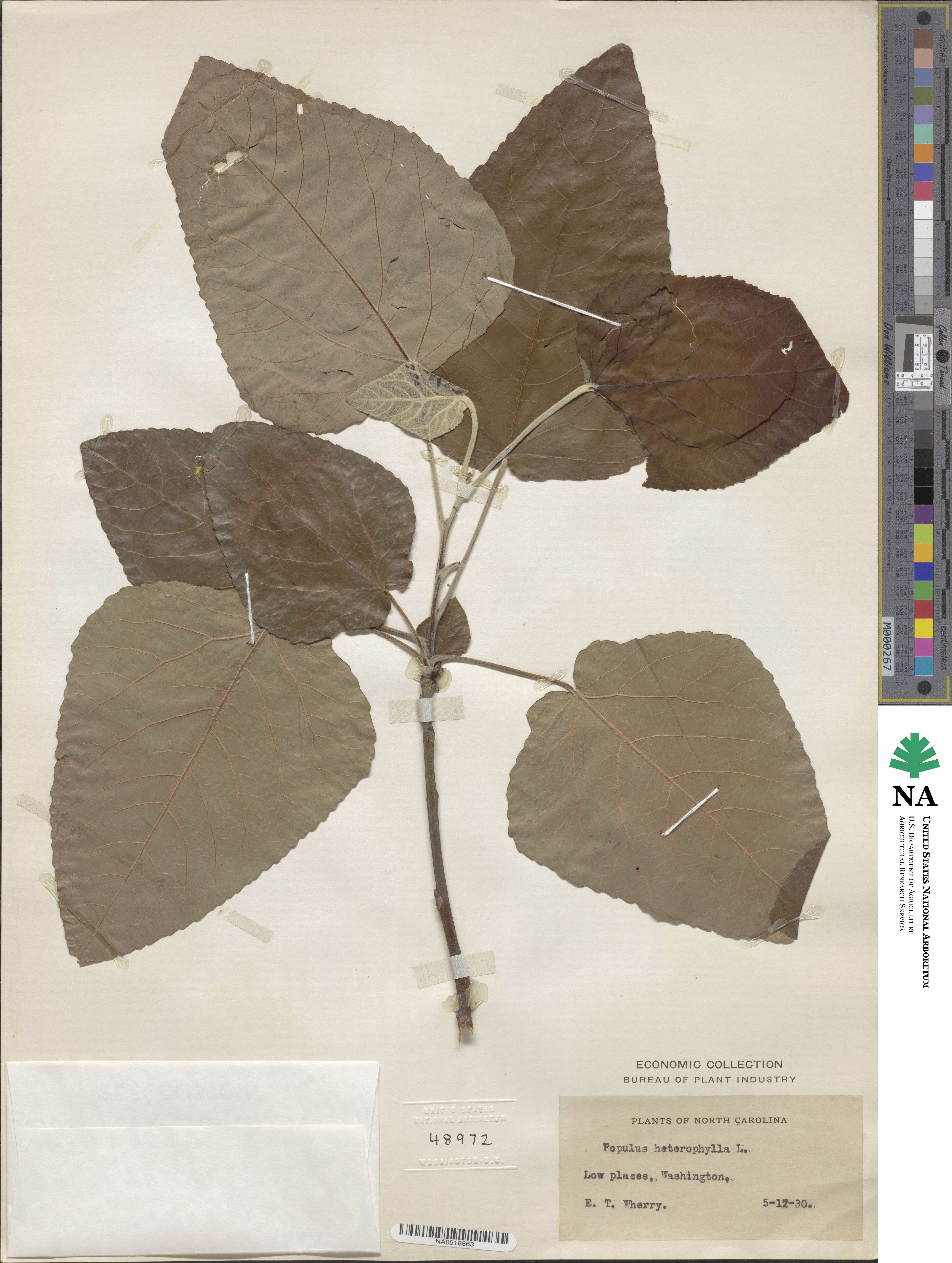 Populus heterophylla image