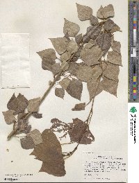 Populus nigra image