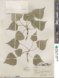 Populus nigra image