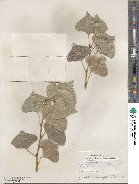 Populus nigra image