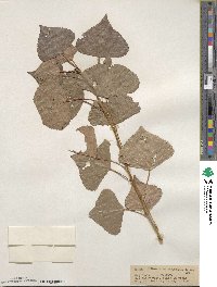 Populus nigra image