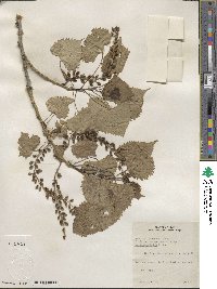 Populus deltoides subsp. monilifera image