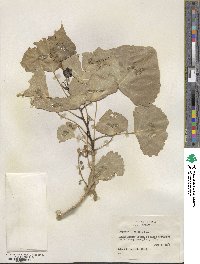 Populus deltoides subsp. monilifera image