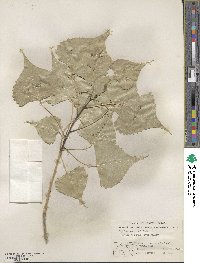 Populus deltoides image