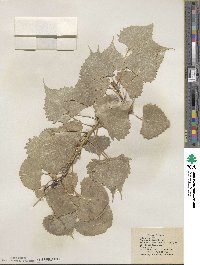 Populus deltoides subsp. monilifera image