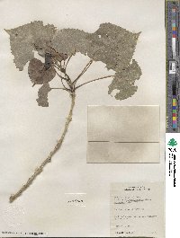 Populus deltoides subsp. monilifera image