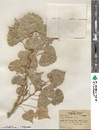 Populus deltoides subsp. monilifera image