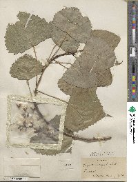 Populus deltoides subsp. monilifera image