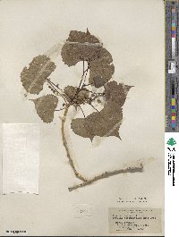 Populus deltoides subsp. monilifera image