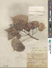 Populus deltoides subsp. monilifera image