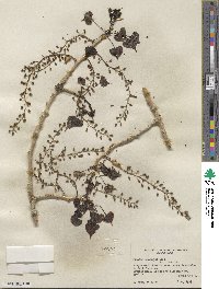 Populus deltoides subsp. monilifera image