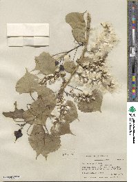 Populus deltoides subsp. monilifera image