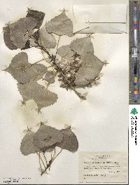 Populus deltoides subsp. monilifera image