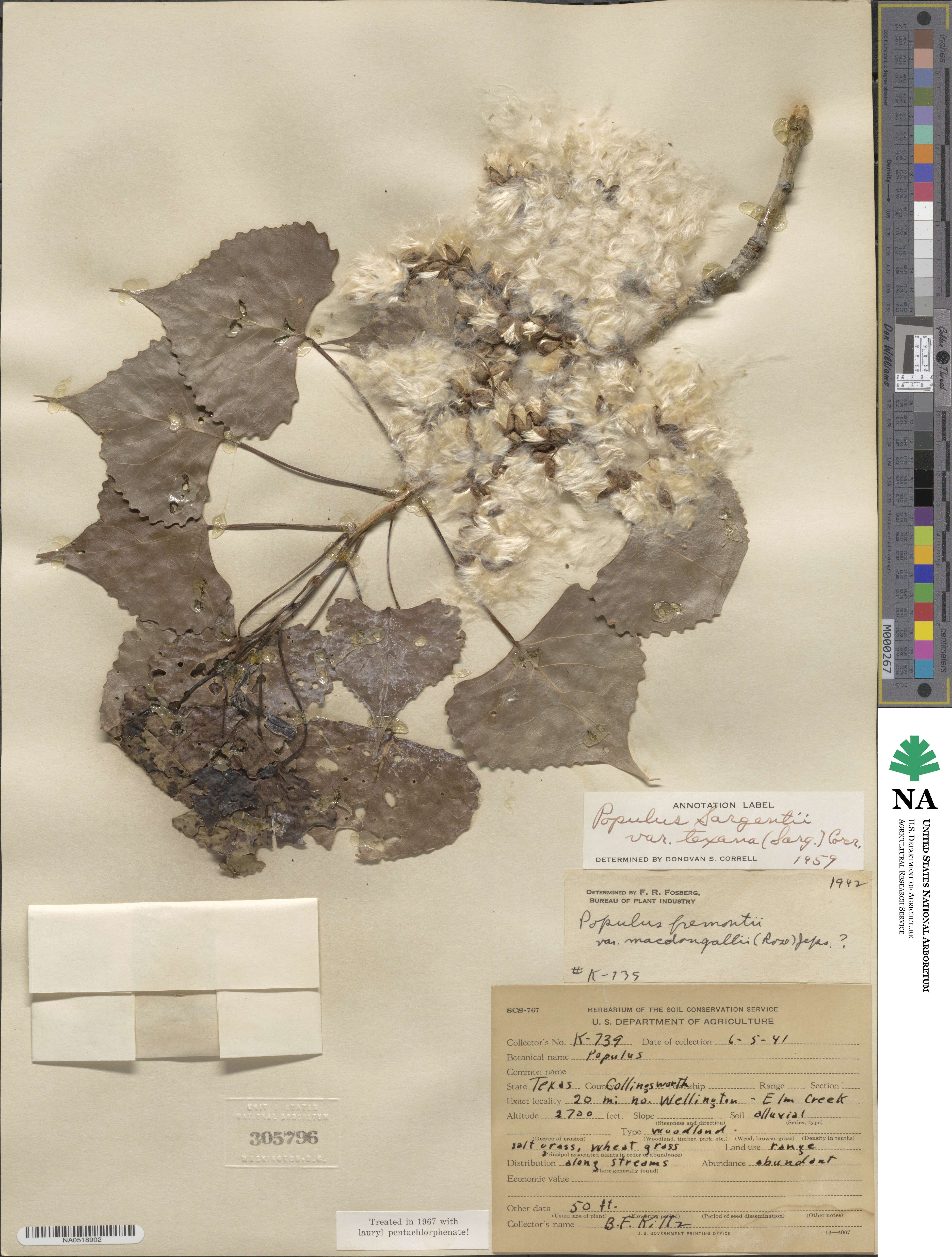 Populus deltoides subsp. monilifera image