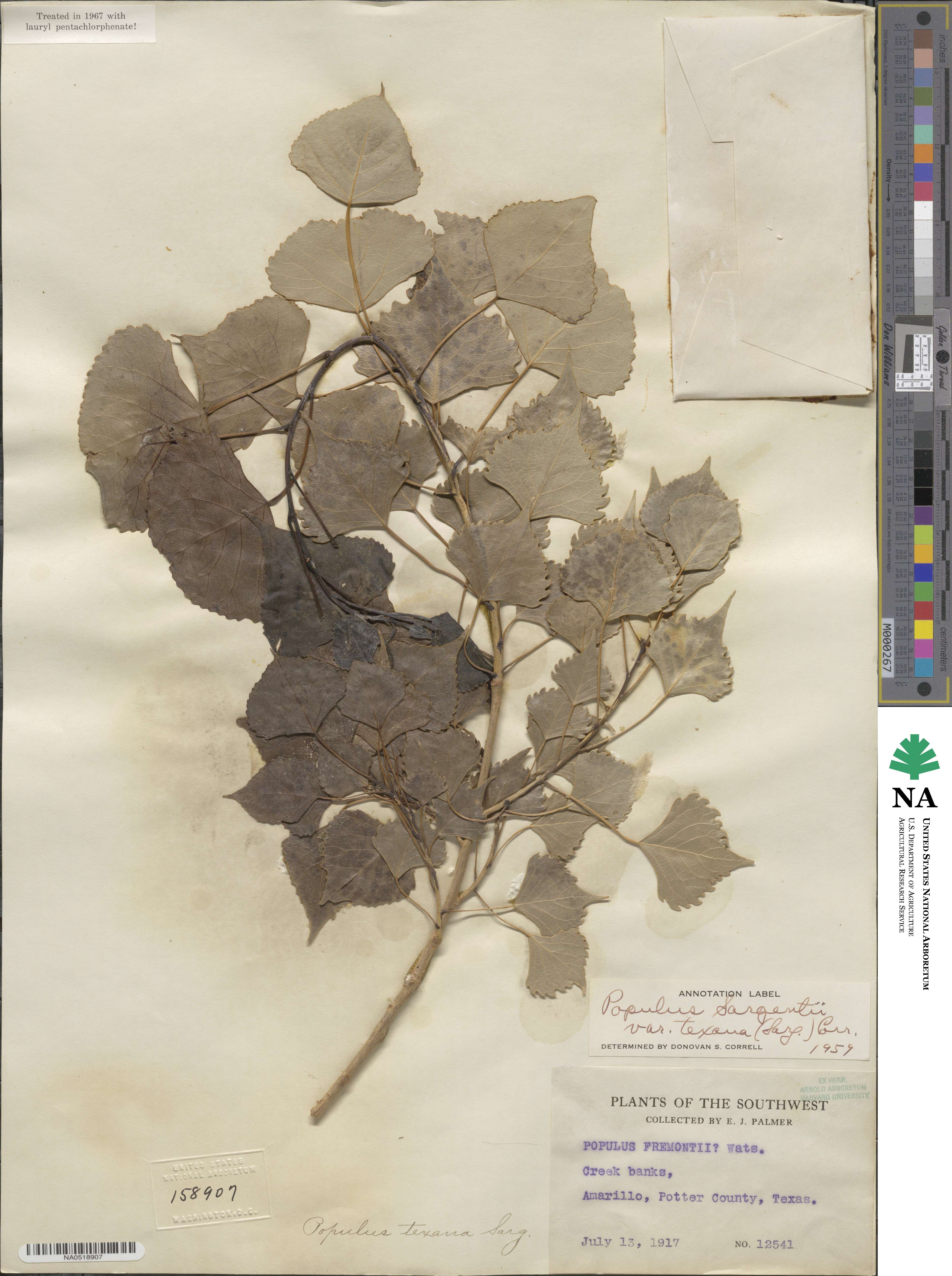 Populus deltoides subsp. monilifera image