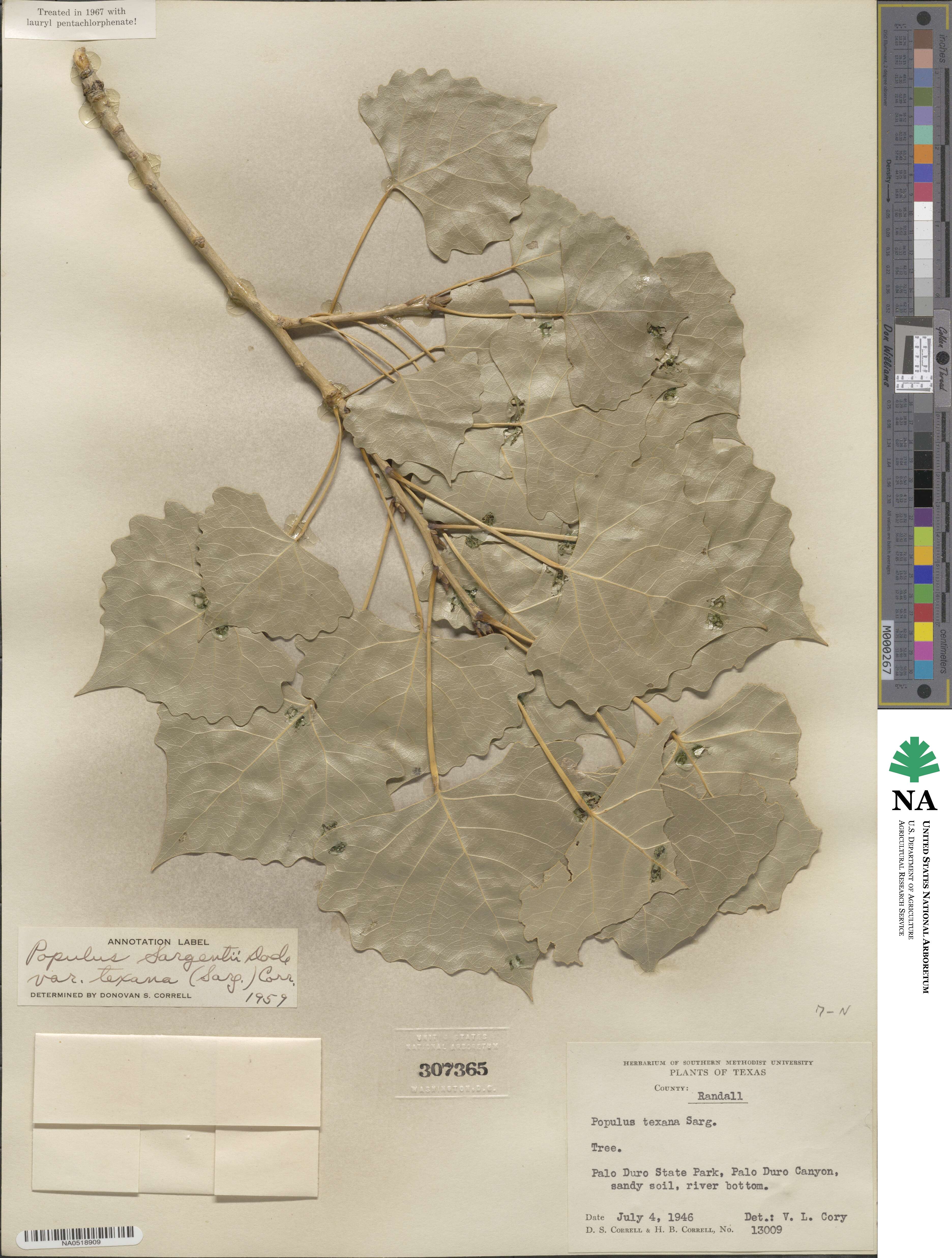 Populus deltoides subsp. monilifera image