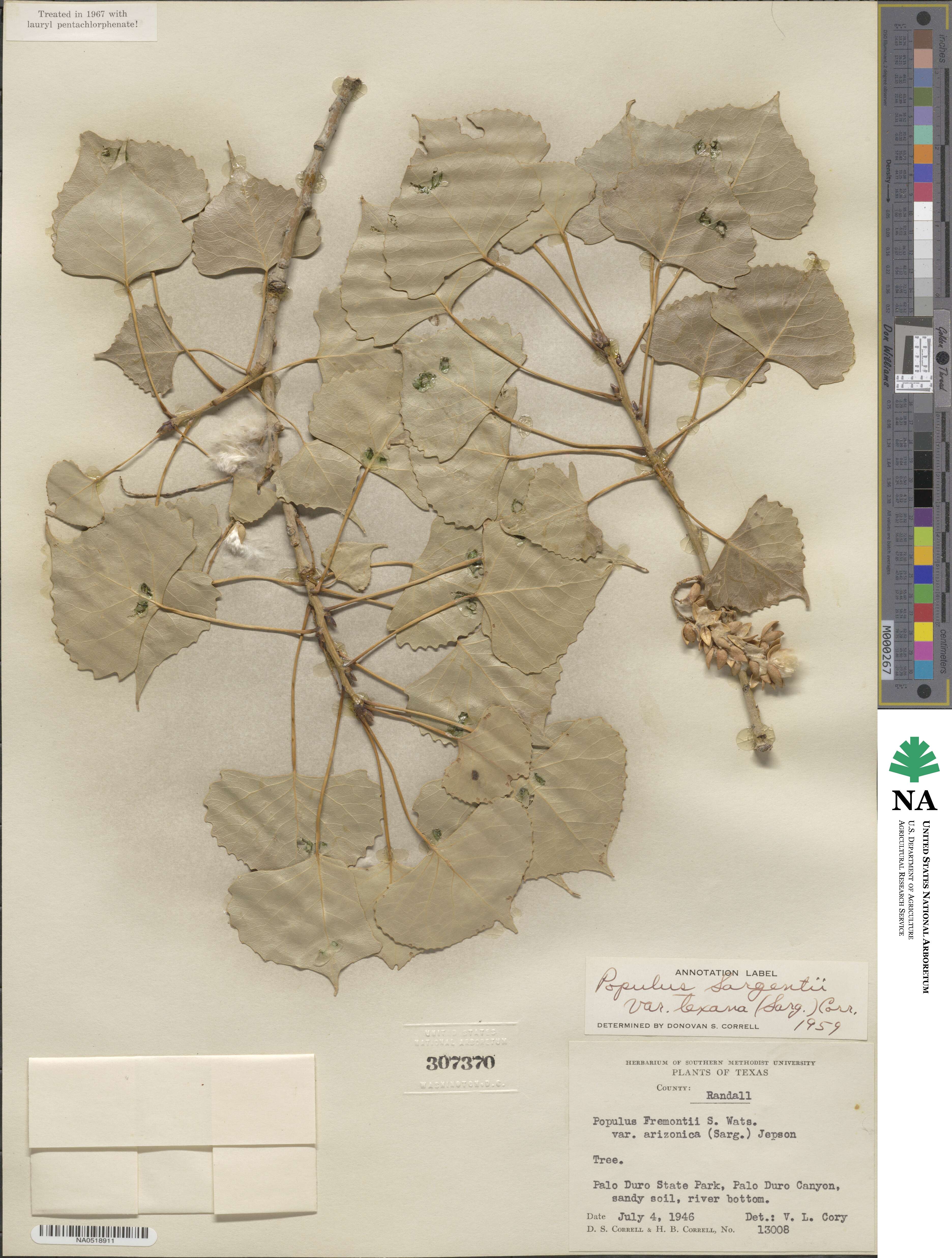 Populus deltoides subsp. monilifera image