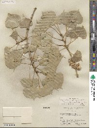 Populus deltoides subsp. monilifera image