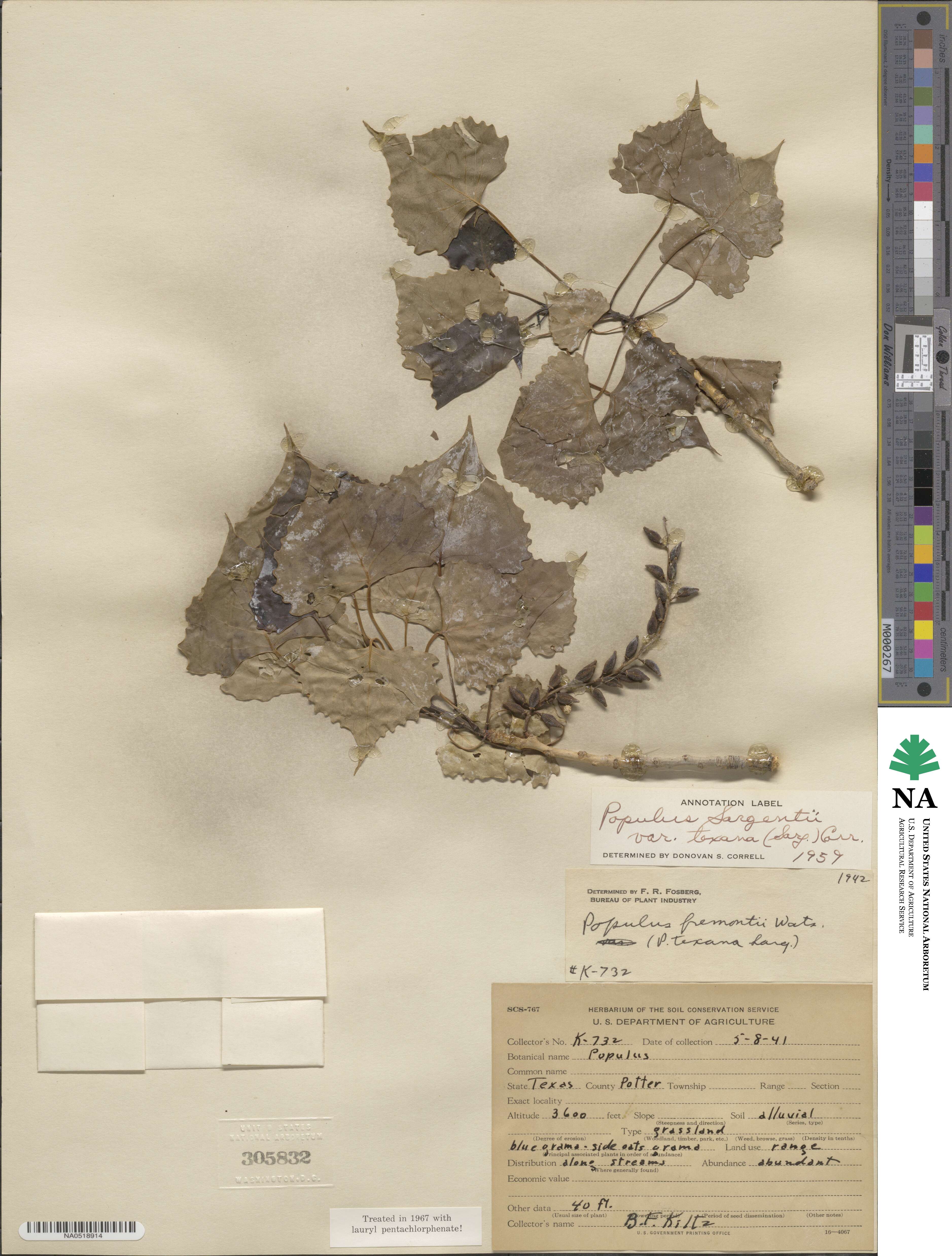 Populus deltoides subsp. monilifera image