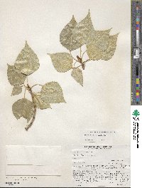 Populus balsamifera image