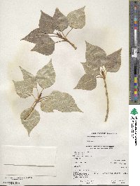 Populus balsamifera image