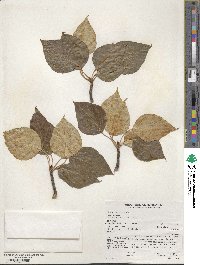 Populus balsamifera image