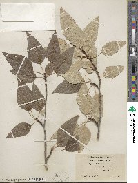 Populus balsamifera image