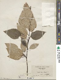 Populus balsamifera image