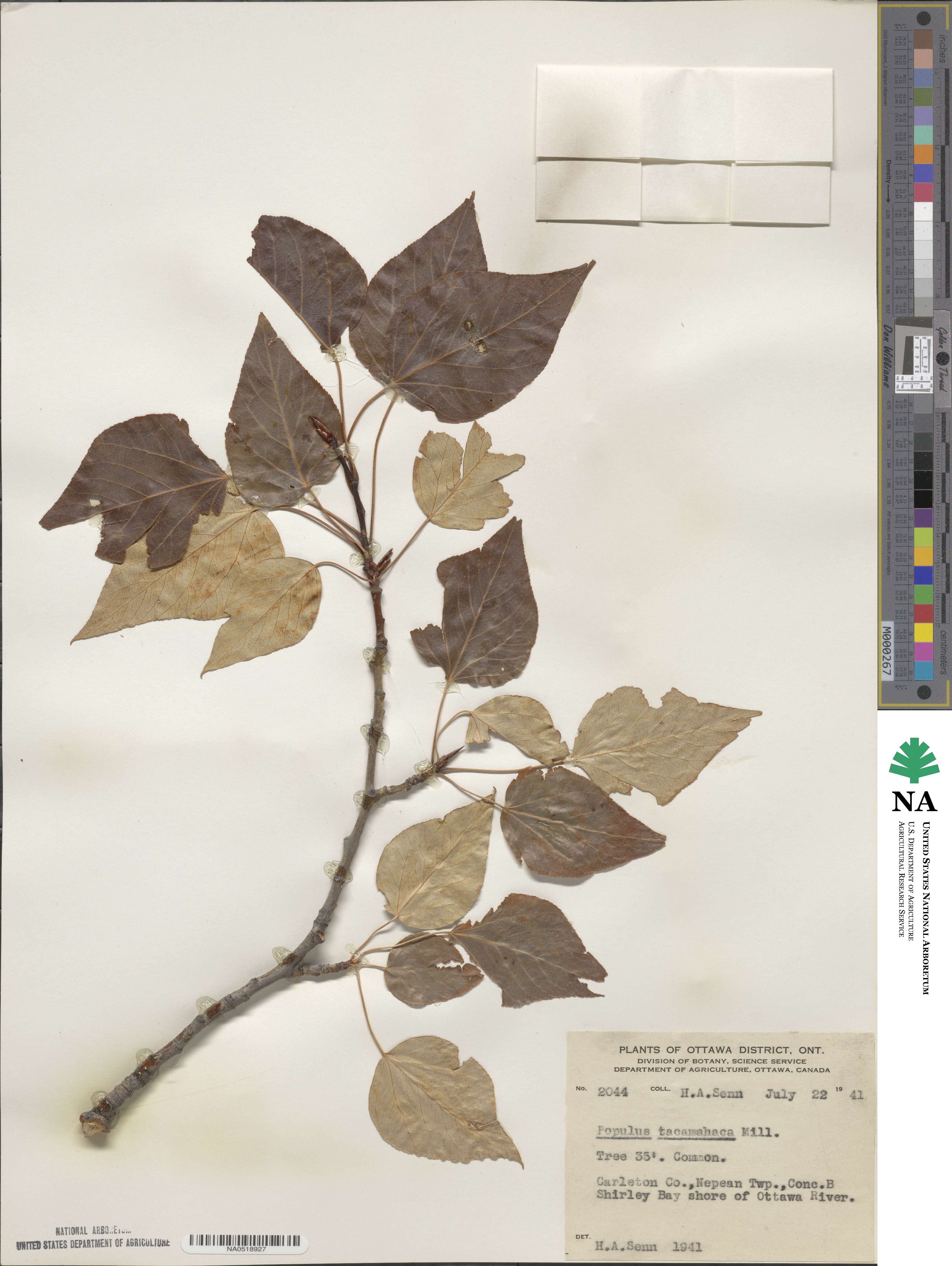 Populus balsamifera image