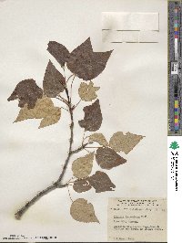 Populus balsamifera image