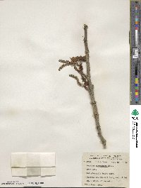 Populus balsamifera image