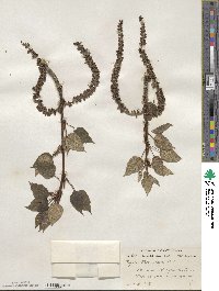 Populus balsamifera image