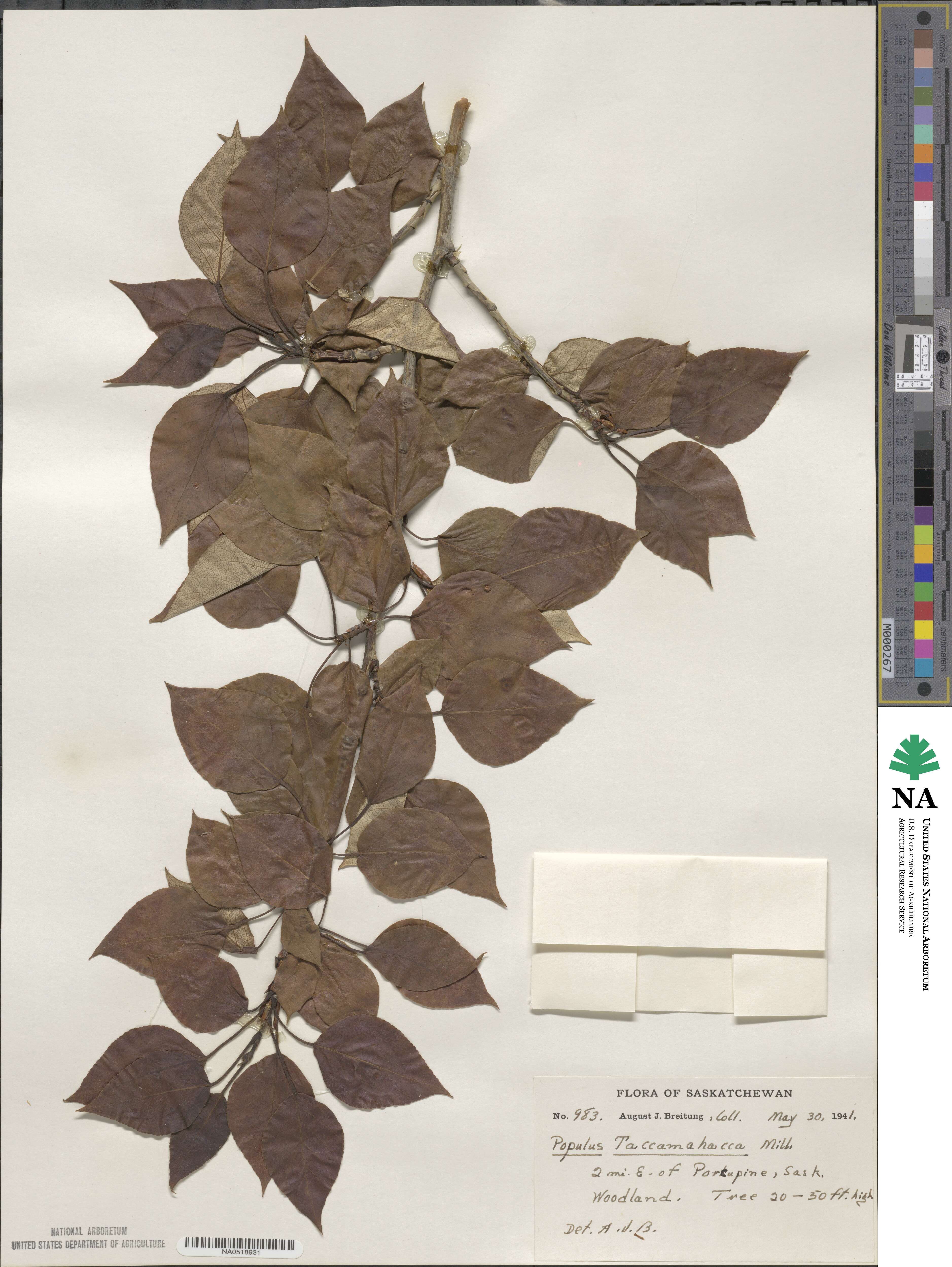 Populus balsamifera image