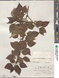 Populus balsamifera image