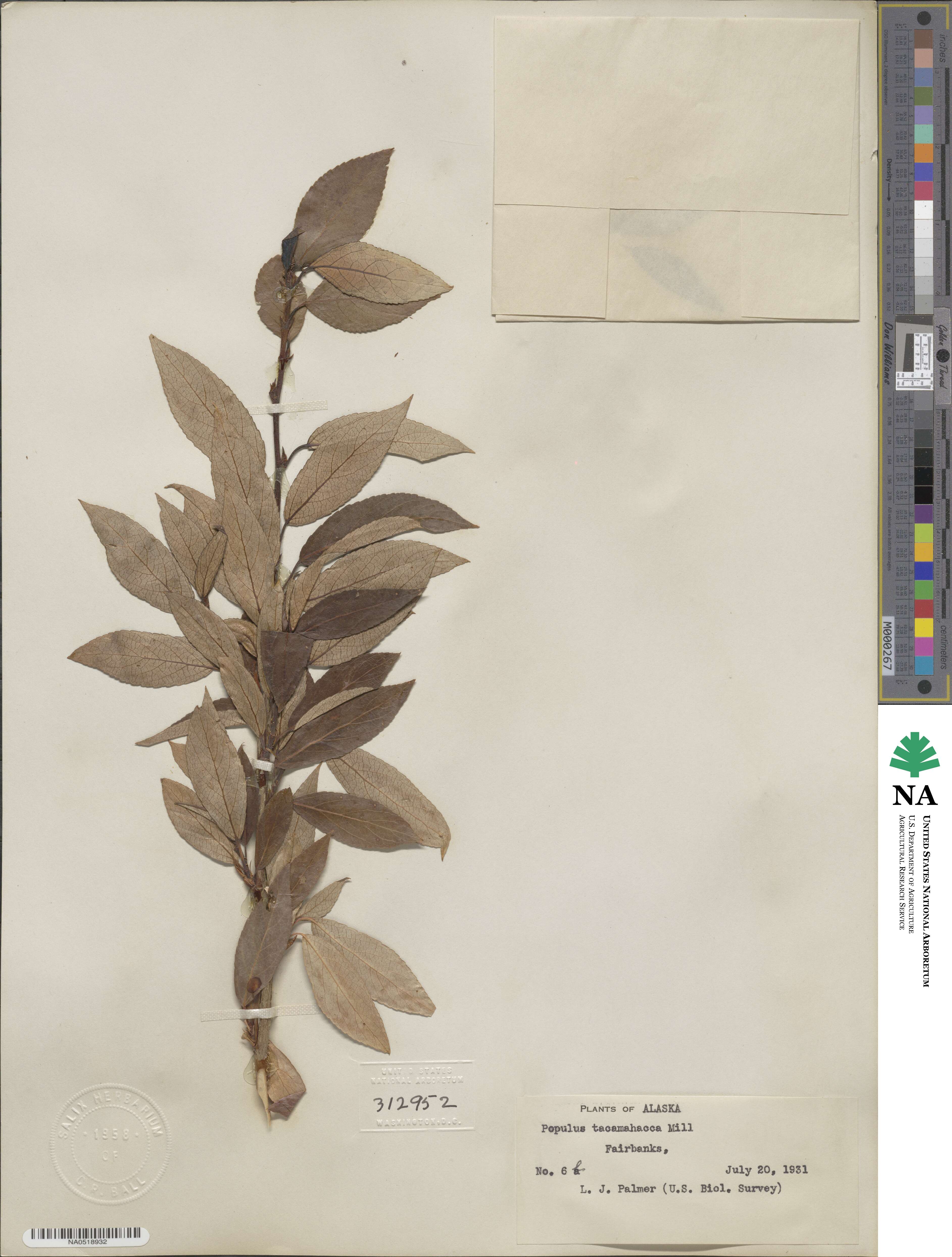Populus balsamifera image