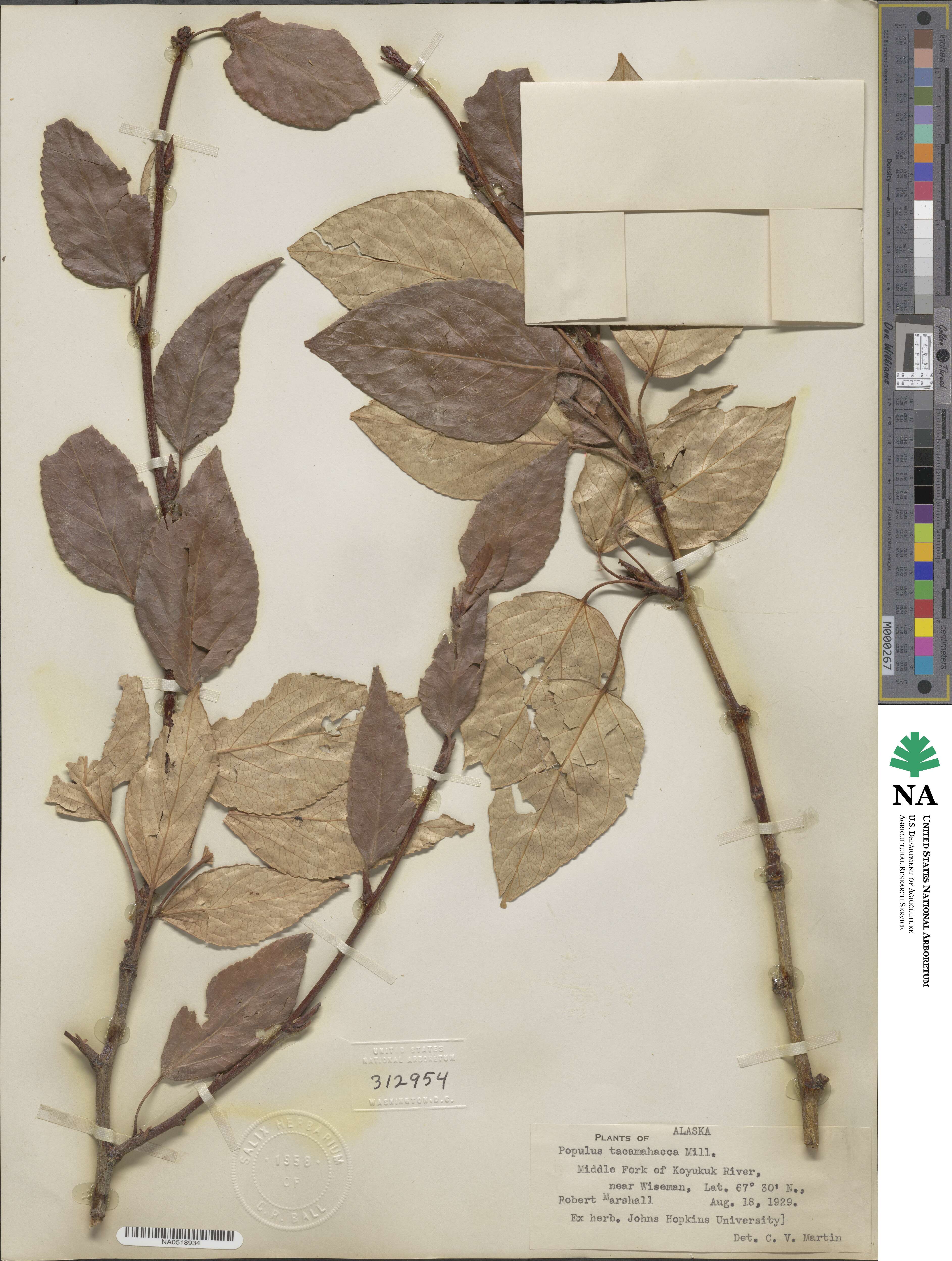 Populus balsamifera image