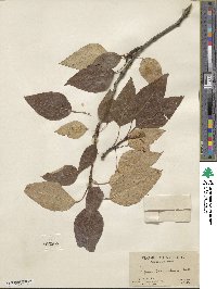 Populus balsamifera image