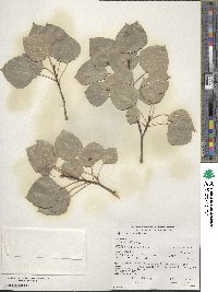 Populus tremuloides image