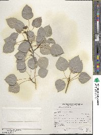 Populus tremuloides image