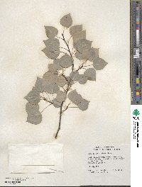 Populus tremuloides image