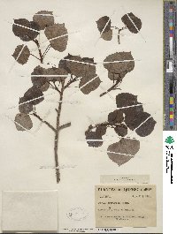 Populus tremuloides image