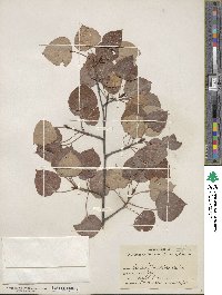 Populus tremuloides image